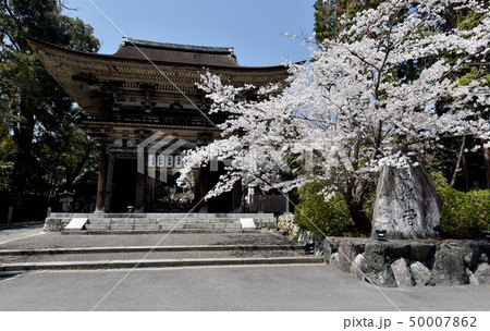 春の三井寺 仁王門 春の三井寺 仁王門 50007862