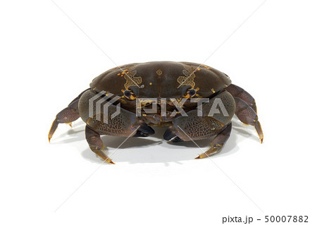 スベスベマンジュウガニ 50007882