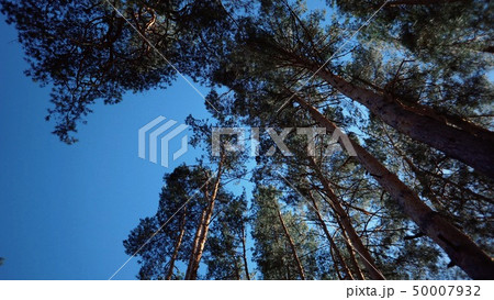 Old tall pines pinery sway in the wind against the sky. Tree trunks swaying, hissing branches. In Old tall pines pinery sway in the wind against the sky. Tree trunks swaying, hissing branches. In 50007932