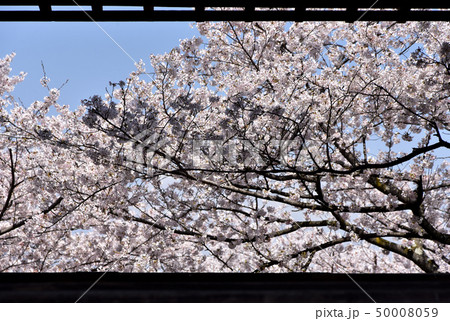 春の三井寺 観月舞台の桜 春の三井寺 観月舞台の桜 50008059