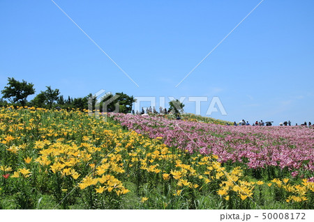 大阪舞洲ゆり園 ピンクのゆりと黄色のゆりの対抗 の写真素材