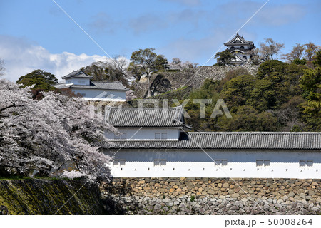 春の彦根城　天守閣 50008264