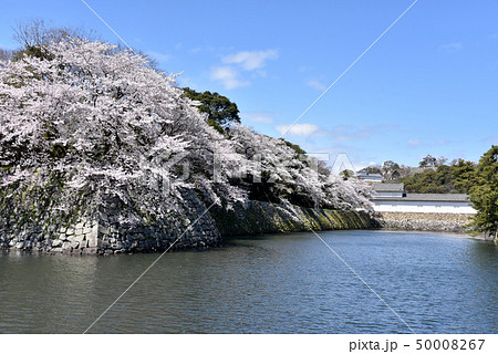 春の彦根城 50008267