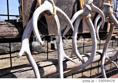 鹿の角 群馬サファリパークの鹿の骨の標本の写真素材