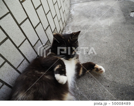 黒猫・横たわる・甘え 50008489