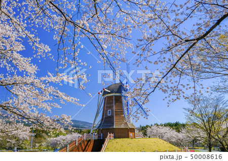 桜の花びらと風車 桜の花びらと風車 50008616