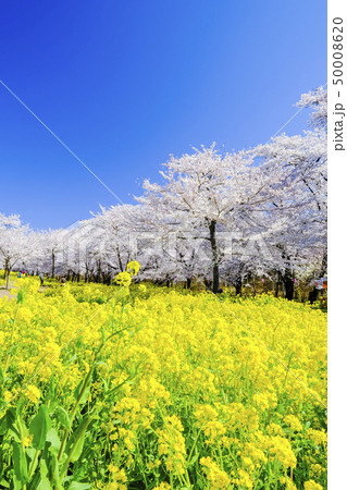 菜の花と桜並木(縦) 菜の花と桜並木(縦) 50008620