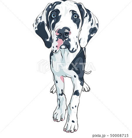 vector spotted dog Great Dane breed 50008715