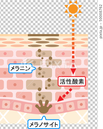 しみの構造 肌の断面図のイラスト素材