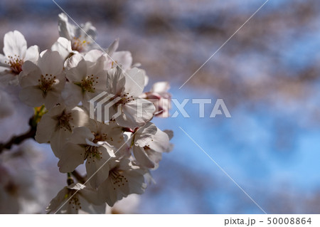 横浜市都筑区 江川せせらぎ緑道 桜の花びら 撮影日2019/4/6 横浜市都筑区 江川せせらぎ緑道 桜の花びら 撮影日2019/4/6 50008864