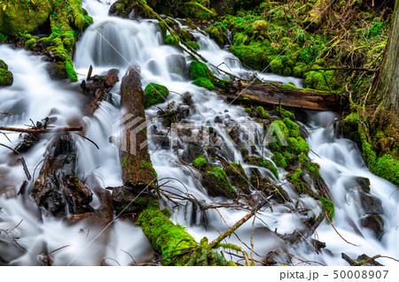 Fairy Falls in the Columbia River Gorge, USA 50008907