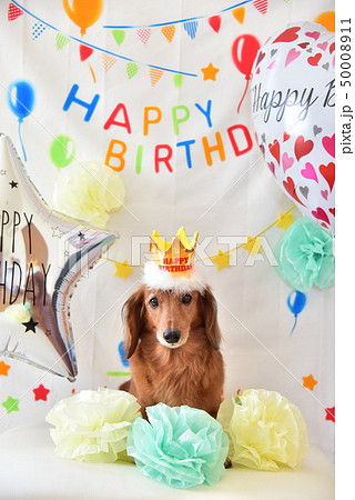 ミニチュアダックスの誕生日の写真素材 [50008911] - PIXTA