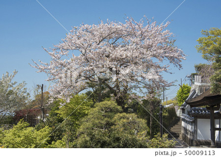 円覚寺塔頭 雲頂庵(鎌倉市山ノ内) 円覚寺塔頭 雲頂庵(鎌倉市山ノ内) 50009113