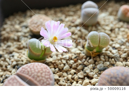 多肉植物 リトープス 花の写真素材