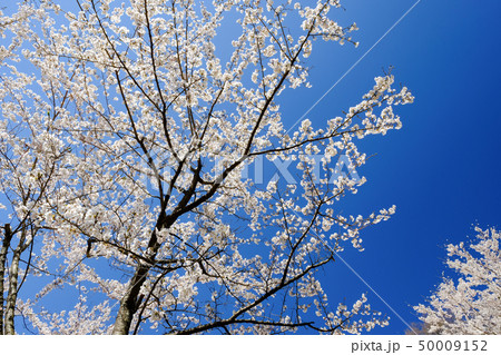 桜(新倉山浅間公園） 50009152