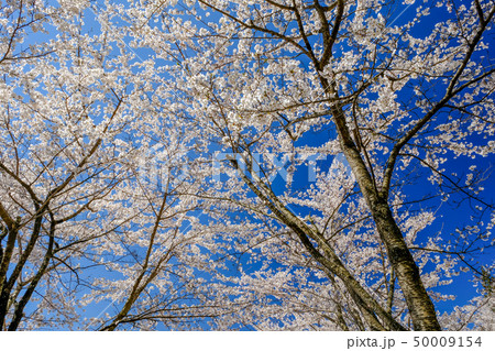 桜(新倉山浅間公園） 50009154