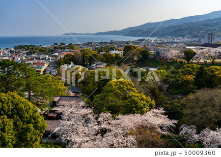 小田原城から眺める満開の桜と街並み　撮影日2019/4/6 50009360