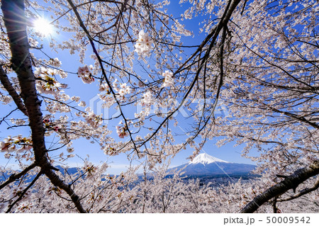 日本の春イメージ 50009542