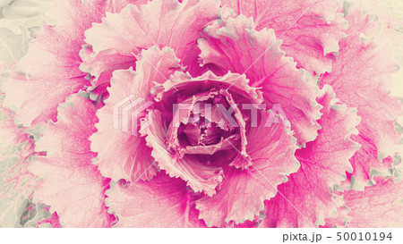 Natural flower. Countryside garden 50010194