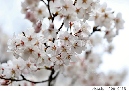 松本城の城内に咲く桜(長野県) 松本城の城内に咲く桜(長野県) 50010418