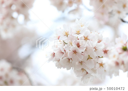 松本城の城内に咲く桜(長野県) 松本城の城内に咲く桜(長野県) 50010472