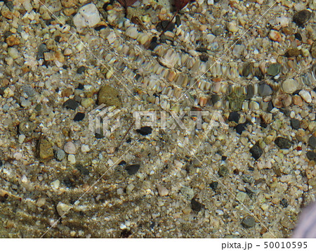 純粋 純粋 50010595