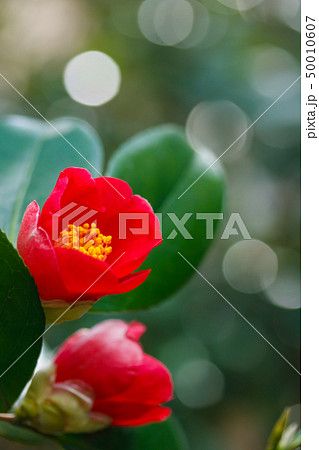 ツバキ・谷の灯 50010607