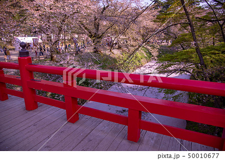 青森　弘前城の花筏　お濠に浮かんだ桜の花びら　赤い橋　下乗橋 50010677