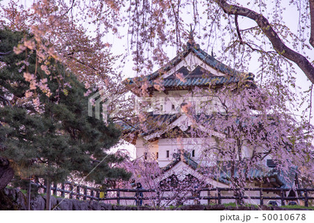 青森 弘前城 天守に満開の桜 青森 弘前城 天守に満開の桜 50010678