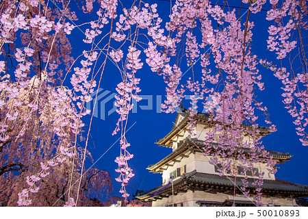 青森　弘前城　天守に満開の桜　夕景　ライトアップ 50010893