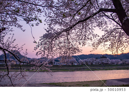 秋田県 仙北市 角館 桧木内川堤の桜並木 夕景 秋田県 仙北市 角館 桧木内川堤の桜並木 夕景 50010953