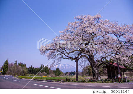 岩手県 雫石町 長山の弘法桜 雪の岩手山の写真素材