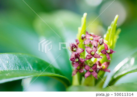 アオキの花・雌花 50011314