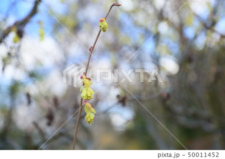 トサミズキの花 50011452
