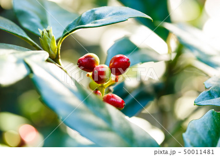 アオキの実 アオキの実 50011481