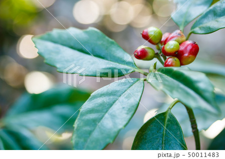 アオキの実 50011483