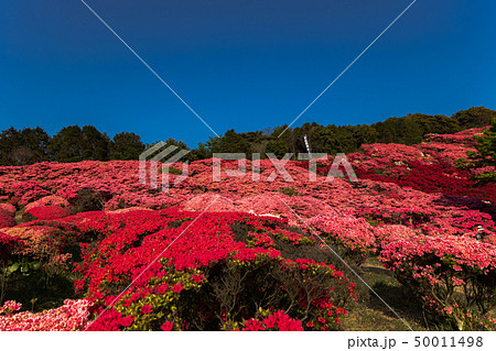 【長崎県】長串山公園のつつじ祭りとつつじと青空 50011498