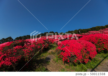 【長崎県】長串山公園のつつじ祭りとつつじと青空 50011508