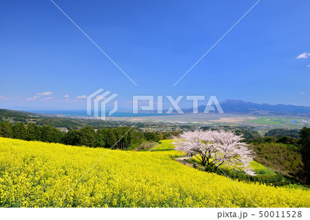 白木峰高原の桜 50011528