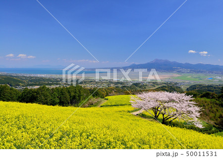 白木峰高原の桜 50011531