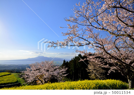 白木峰高原の桜 白木峰高原の桜 50011534