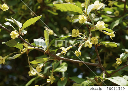 グミの花 50011549