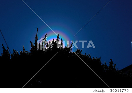 花粉光環 50011776