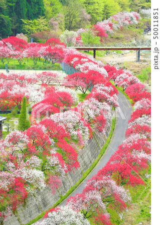 月岡温泉郷・花桃の里 50011851