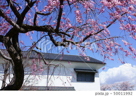 真田公園:枝垂れ桜と蔵 長野市松代町 真田公園:枝垂れ桜と蔵 長野市松代町 50011992
