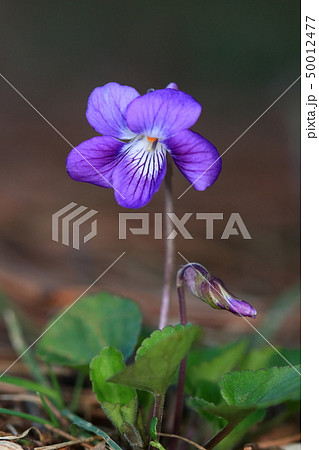 自然 植物 ニオイタチツボスミレ、周りの鮮やかな紫色と中心の白のコントラストが美しい花 自然 植物 ニオイタチツボスミレ、周りの鮮やかな紫色と中心の白のコントラストが美しい花 50012477