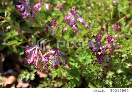 ムラサキケマンの花 50012646