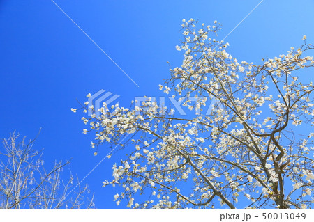 コブシの花 50013049