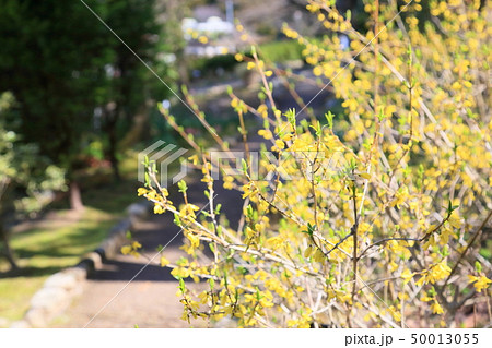 レンギョウの花 50013055