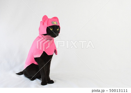 コスプレをしている黒猫の写真(くのいち) コスプレをしている黒猫の写真(くのいち) 50013111